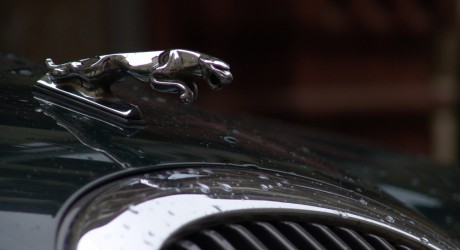 Jaguar Emblem